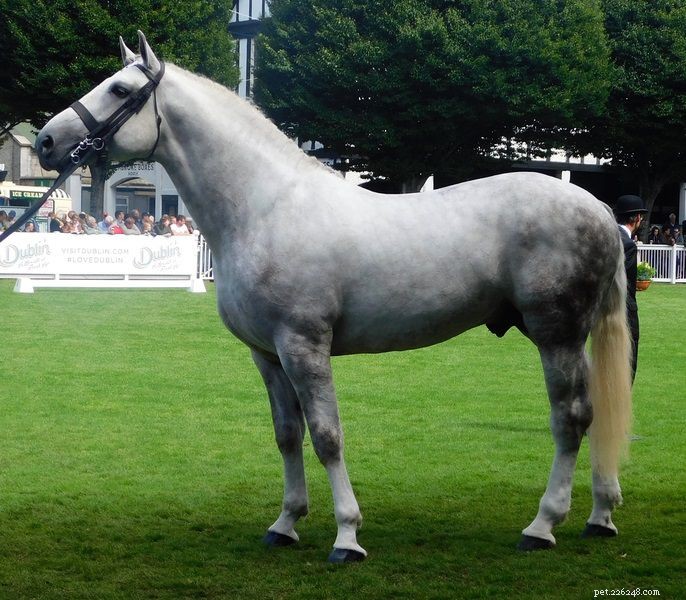 Ирландская тяжеловозная лошадь:профиль породы