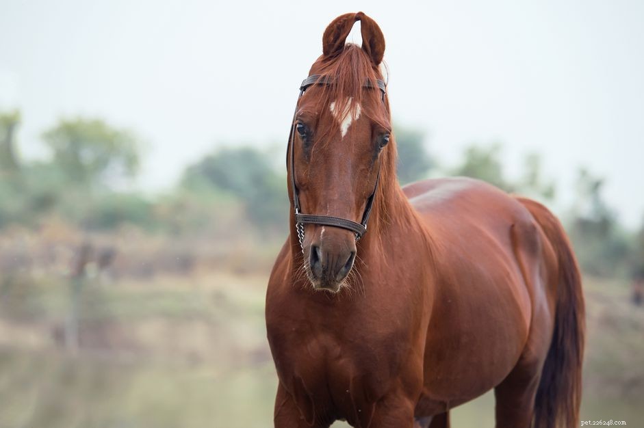 Cavallo Kathiawari:profilo della razza