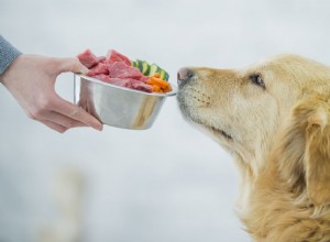 あなたの犬を養うための最高の野菜の8 