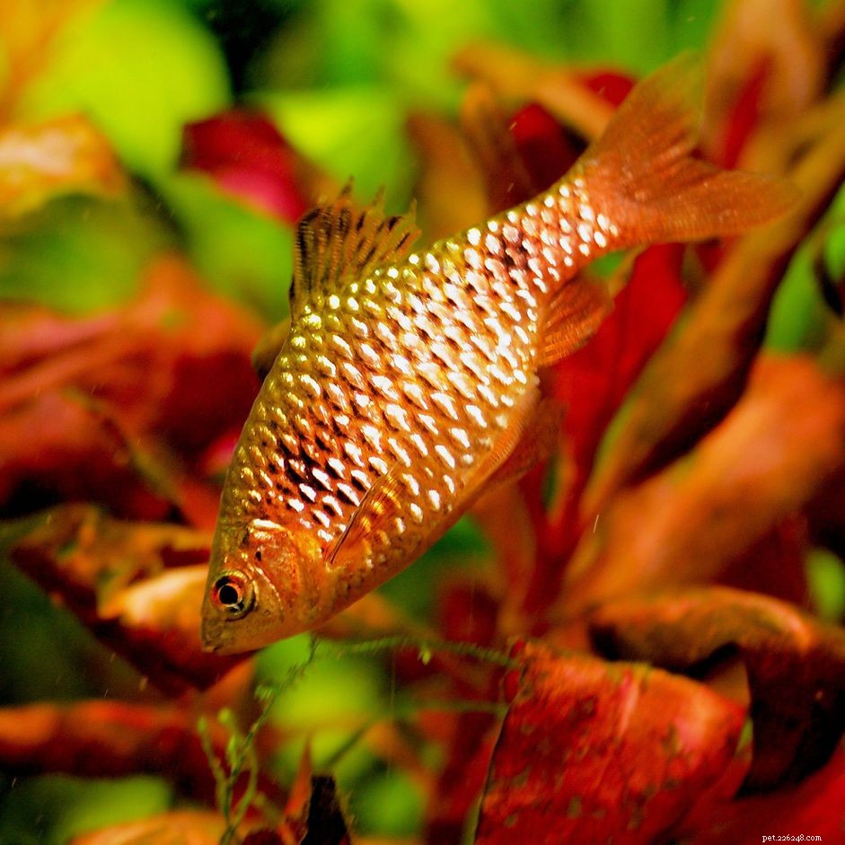Perfil da espécie de peixe Rosy Barb (Red Barb)