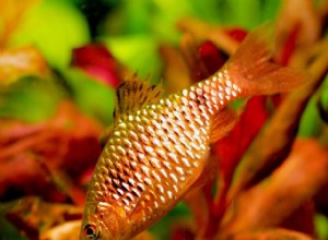Profil rybího druhu Rosy Barb (Red Barb)