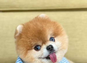 9 шпиц, на которых стоит подписаться, если вы любите Jiffpom