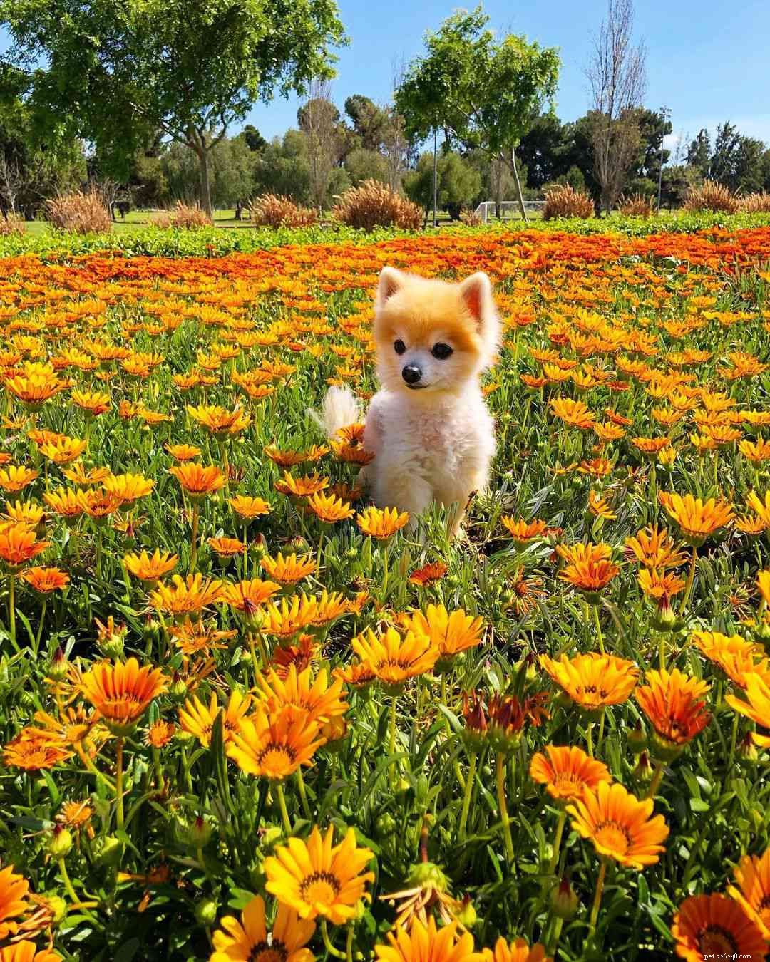 9 Pomeranians att följa om du älskar Jiffpom