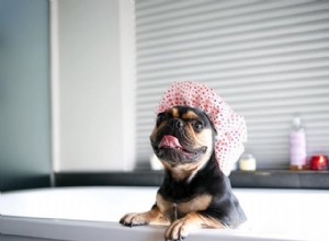 11 Frenchies para seguir se você ama Manny the Frenchie