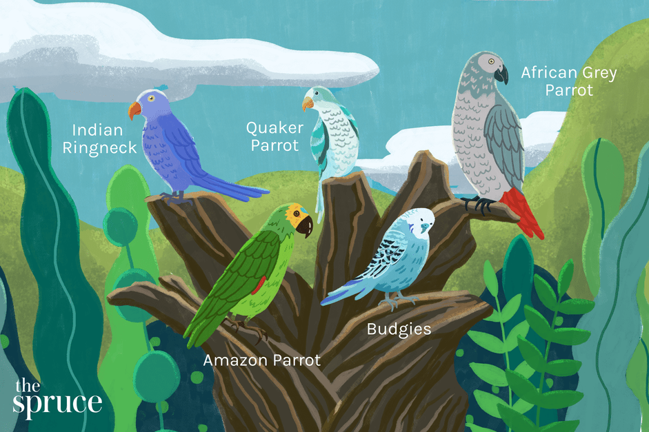 8 beste pratende vogelsoorten om als huisdier te houden