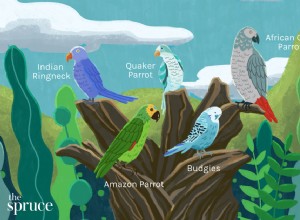 ペットとして飼うべき8つの最も話す鳥の種 
