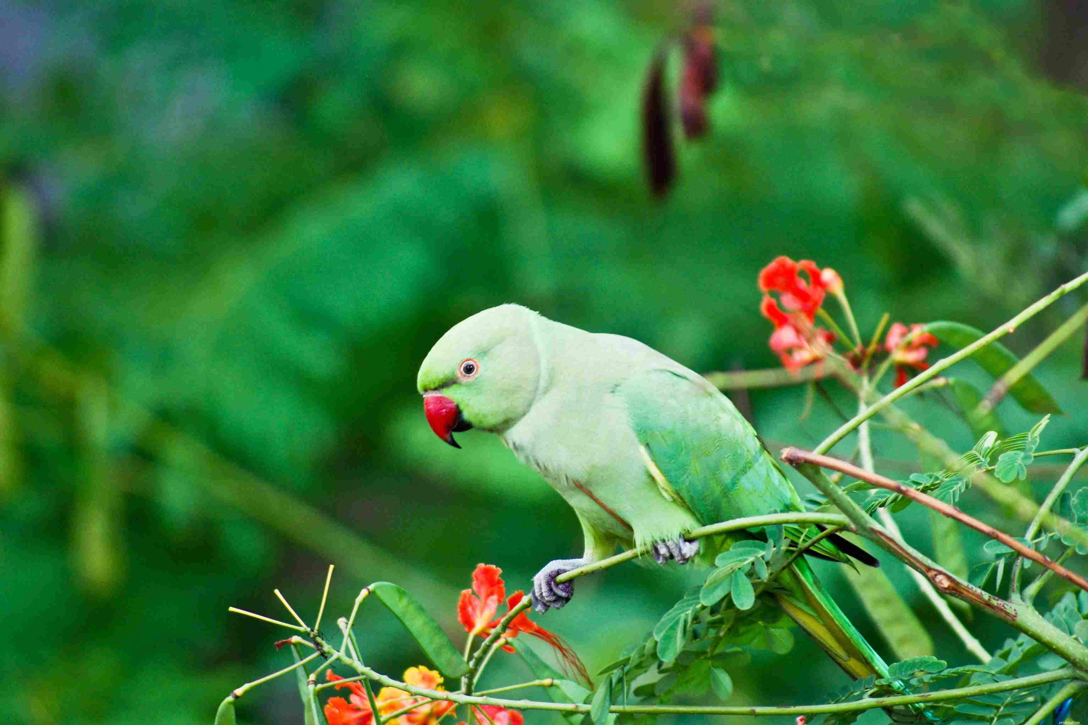 8 melhores espécies de pássaros falantes para manter como animais de estimação