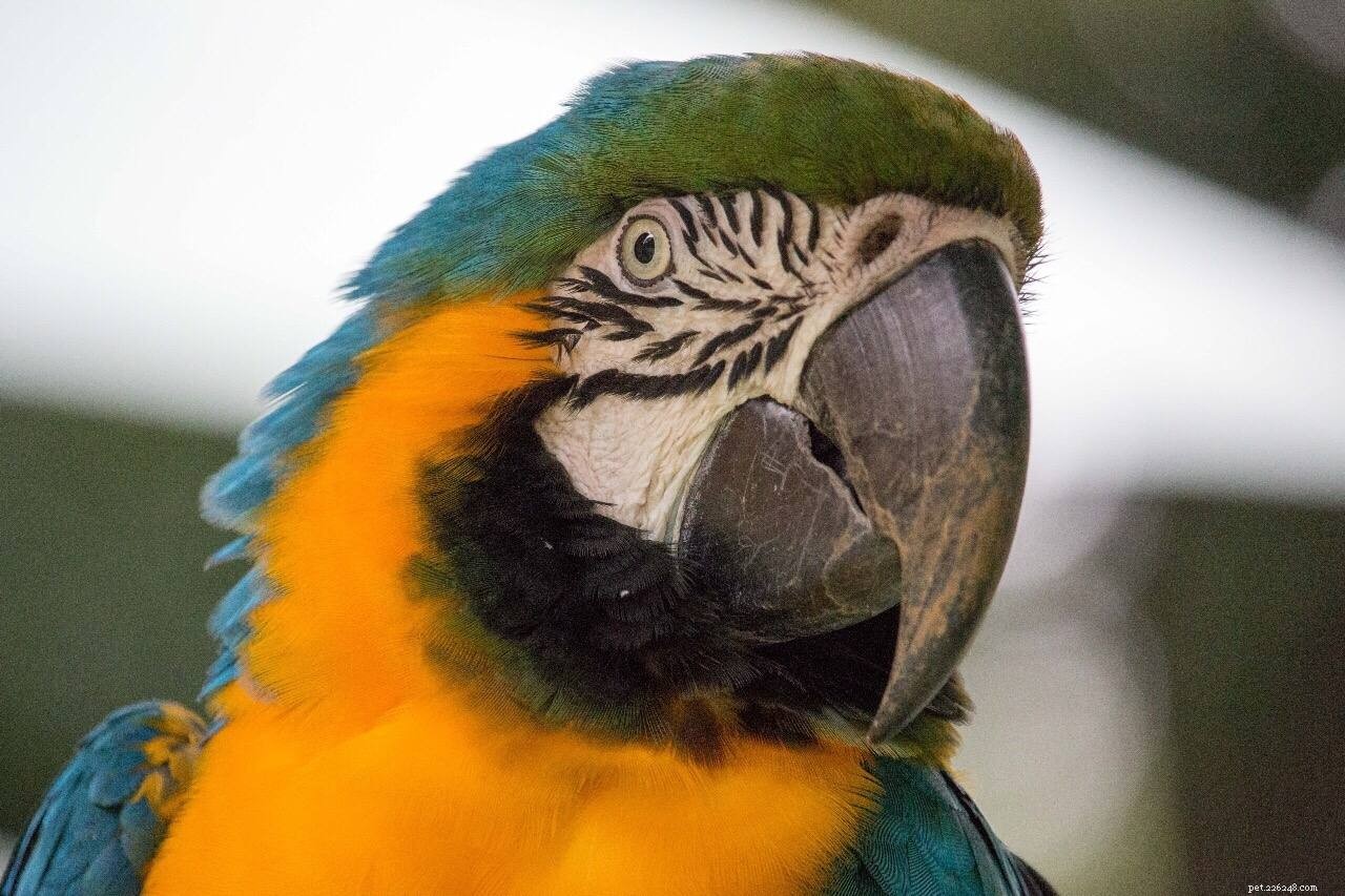 8 beste pratende vogelsoorten om als huisdier te houden