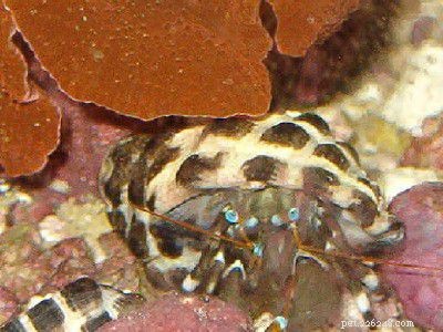 9 melhores caranguejos eremitas marinhos para tanques de recife