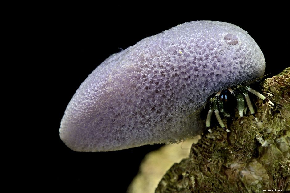 9 лучших морских крабов-отшельников для рифовых аквариумов