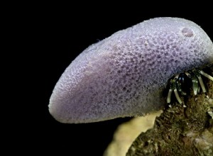 9 meilleurs bernard-l ermite marins pour les aquariums récifaux