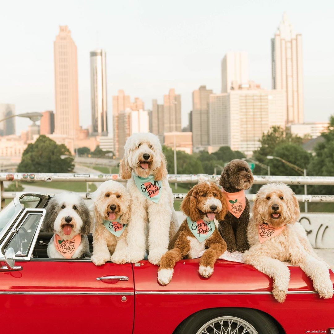 7 Goldendoodles para seguir no Instagram