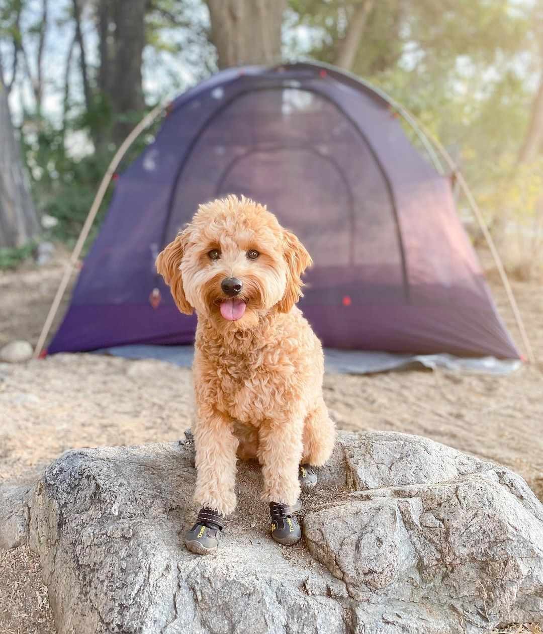 7 Goldendoodles para seguir no Instagram