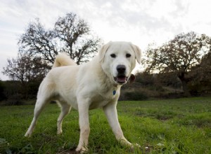 Akbash:Perfil da Raça do Cão 