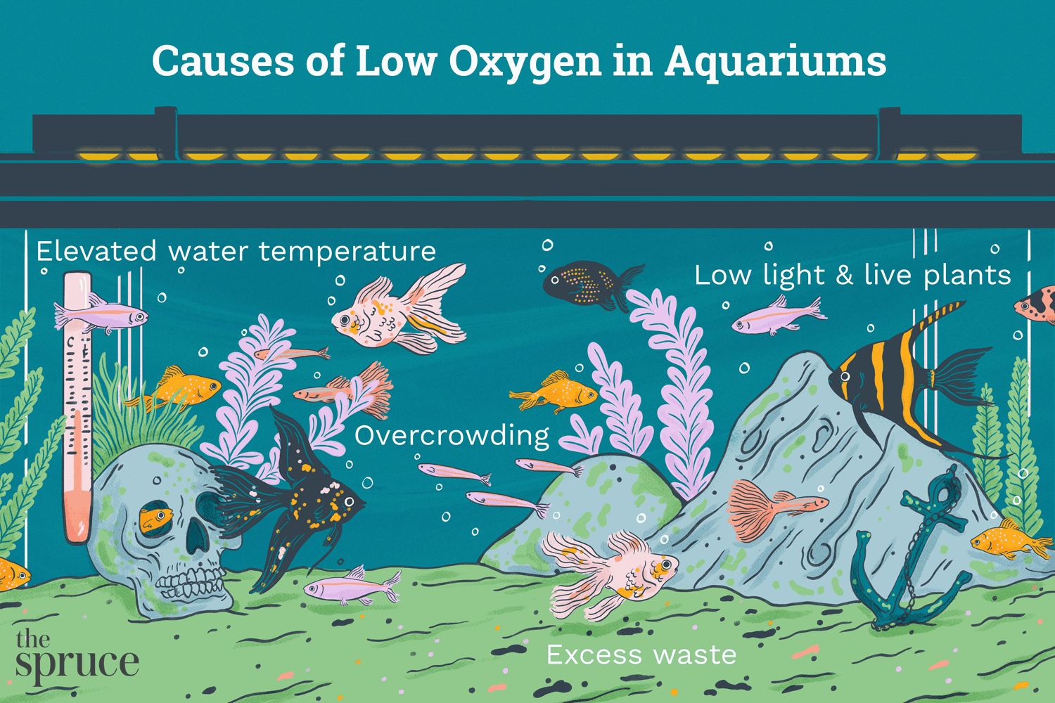 Oxigênio insuficiente na água do aquário