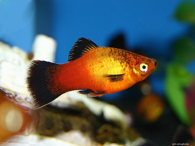 Variedades de Platy Fish (Xiphophorus spp.)