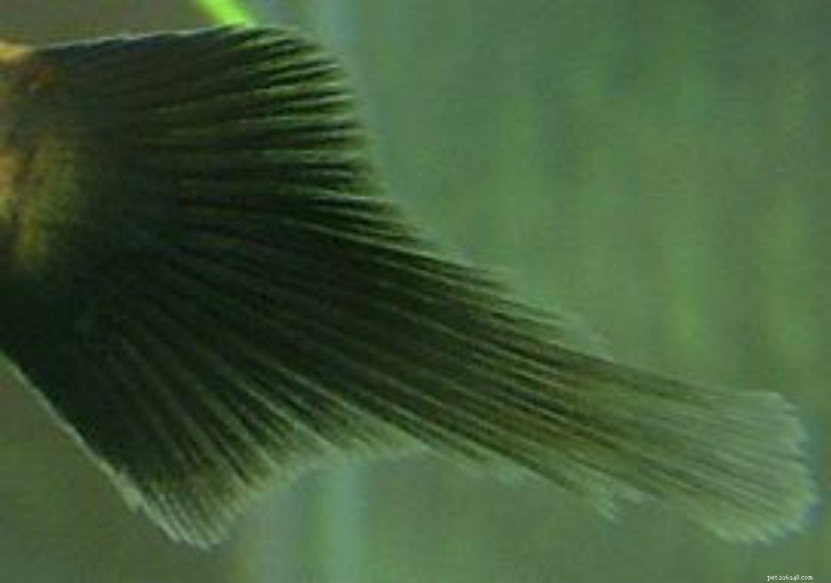 Rassen van Platy Fish (Xiphophorus spp.)
