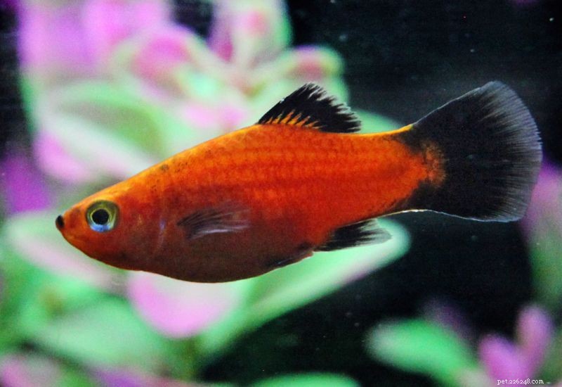Sorter av Platy Fish (Xiphophorus spp.)