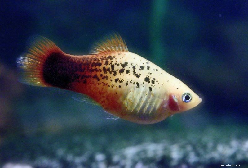 Sorter av Platy Fish (Xiphophorus spp.)
