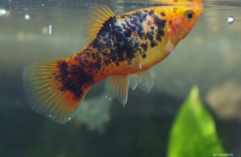 Variedades de Platy Fish (Xiphophorus spp.)