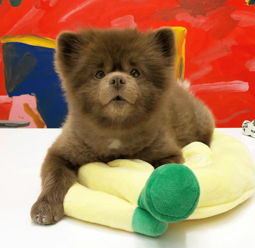 De 9 schattigste Pomeranians om te volgen op Instagram