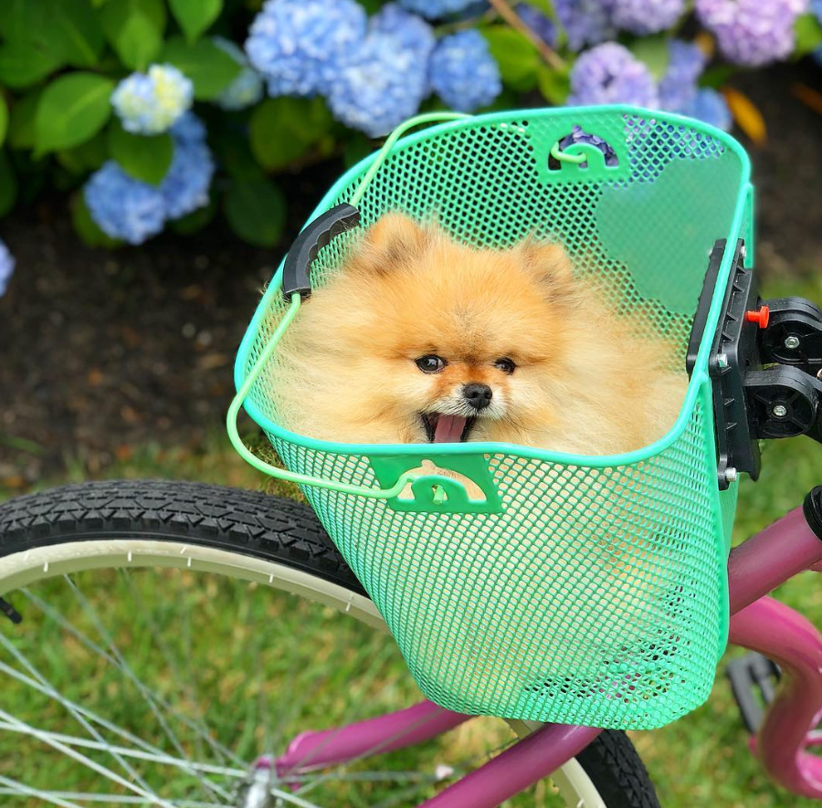 I 9 Pomeraniani più carini da seguire su Instagram