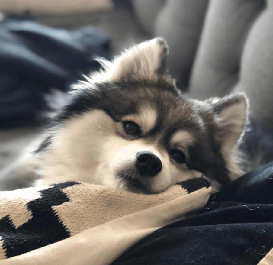 De 9 sötaste Pomeranians att följa på Instagram