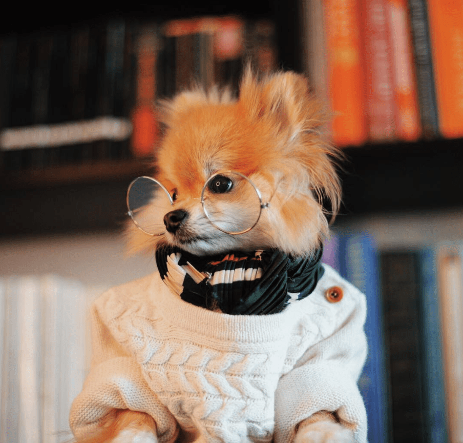 De 9 sötaste Pomeranians att följa på Instagram