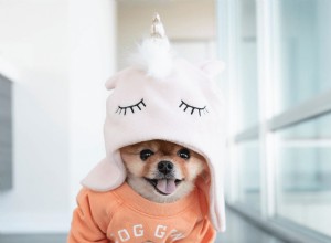 9 nejroztomilejších Pomeranians ke sledování na Instagramu