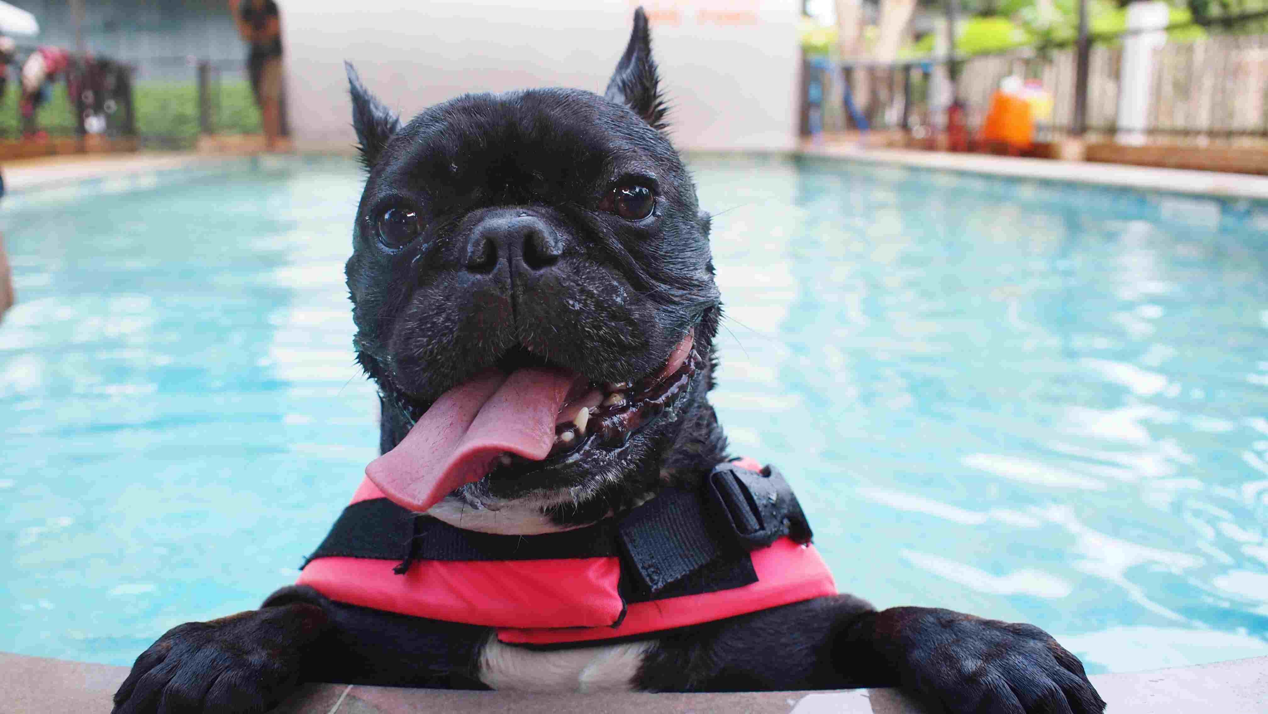 8 chiens vivant leur meilleure vie au spa