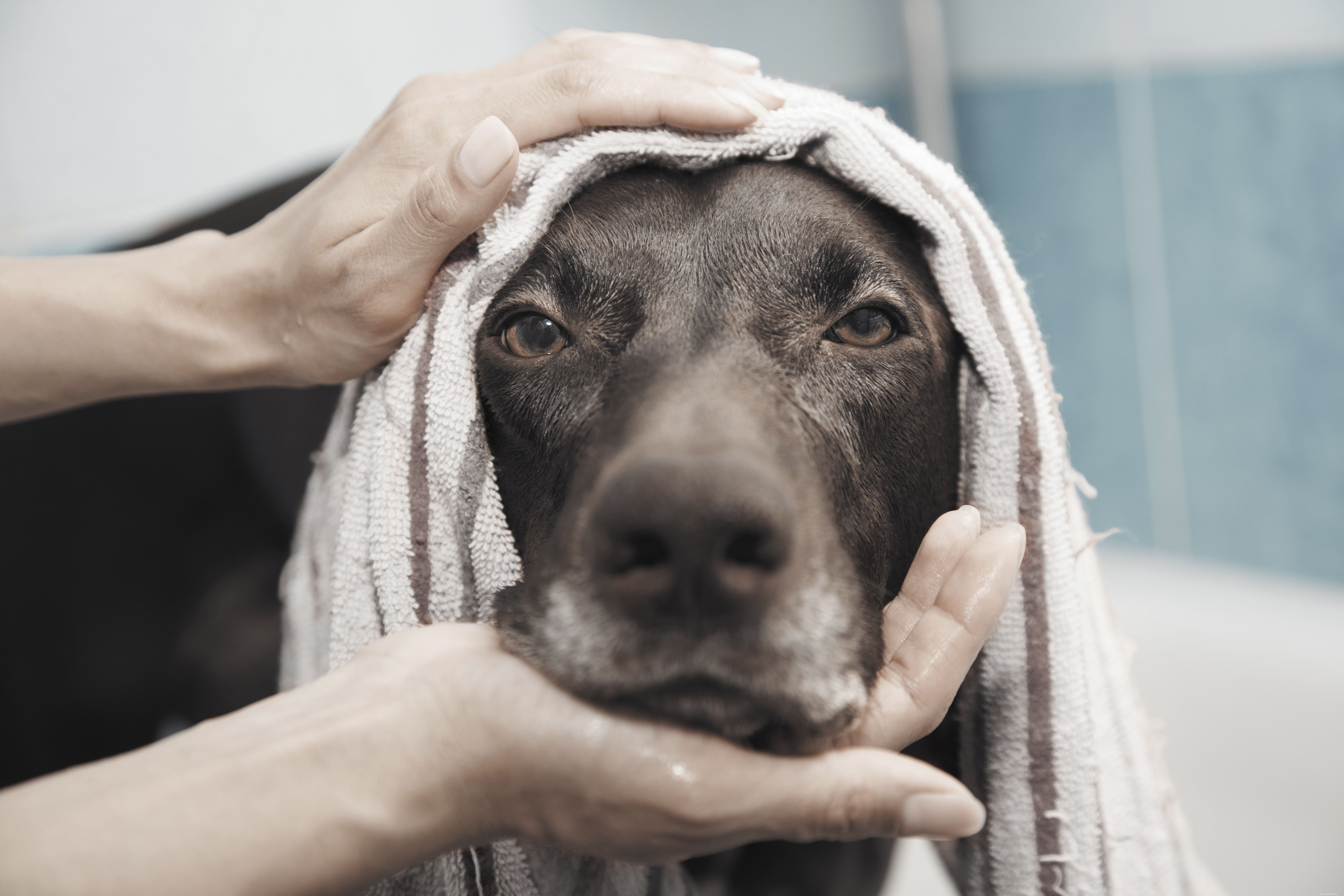 8 chiens vivant leur meilleure vie au spa