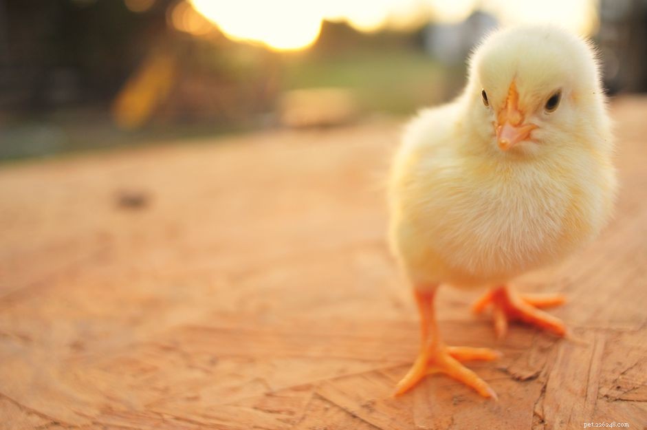 9 schattige babyvogelfoto s die je hart doen smelten