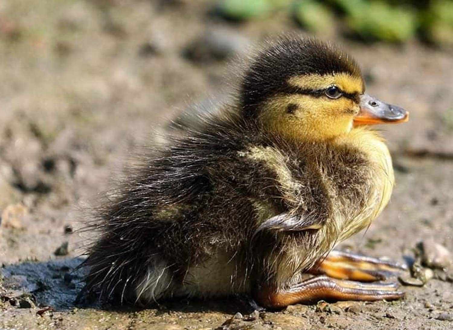 9 adorables photos de bébés oiseaux qui feront fondre votre cœur