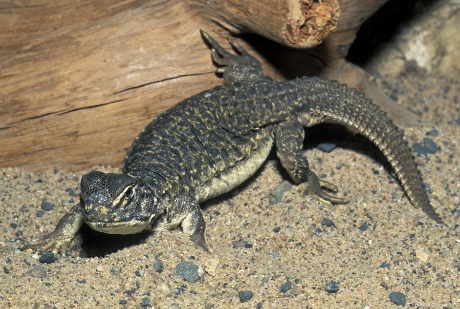 Spiny-tailed Lizard (Uromastyx):Artprofil