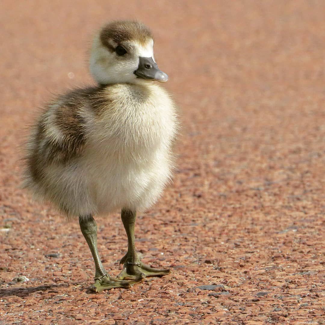9 милых фотографий птенцов, которые растопят ваше сердце