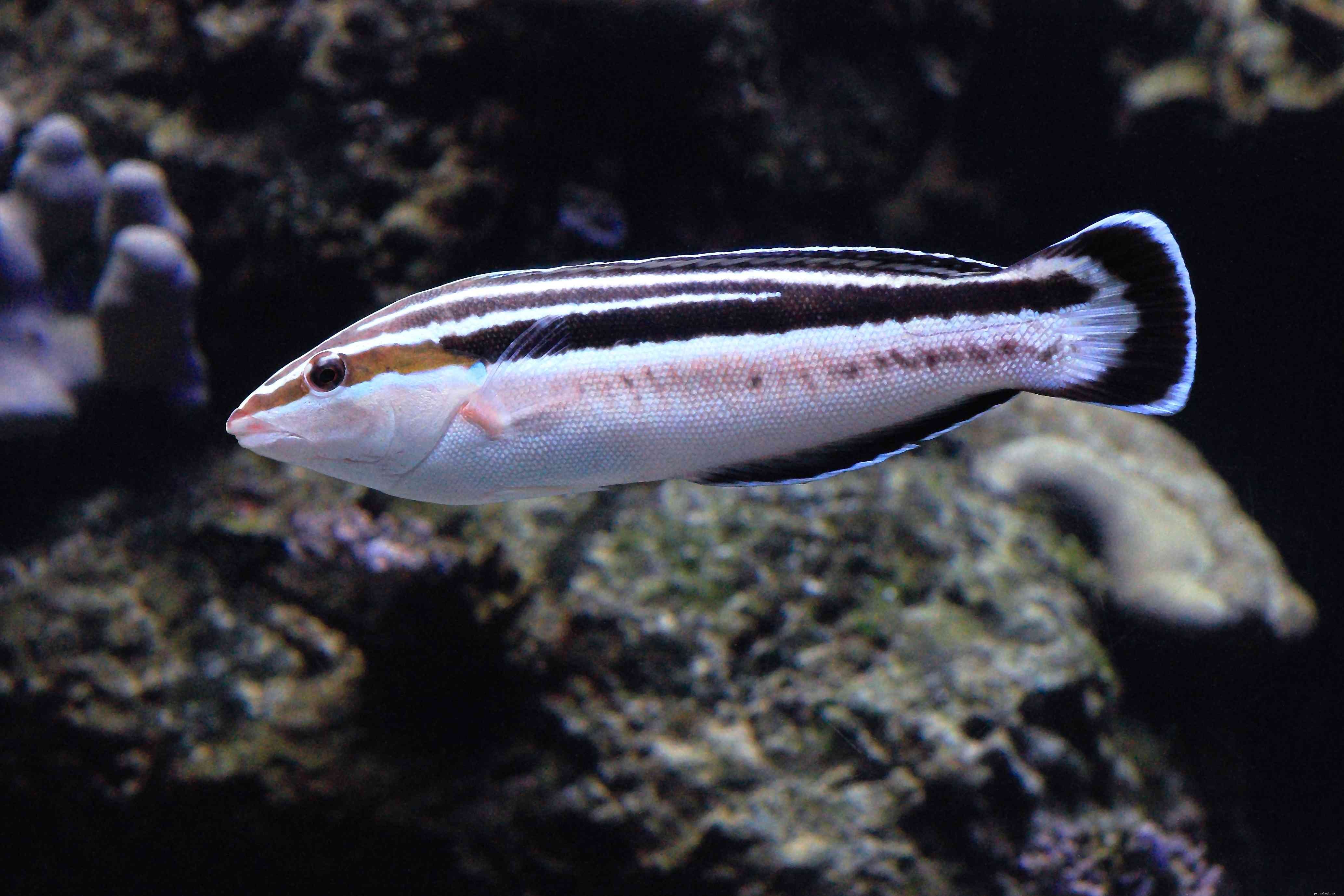 De superbes photos de différents types de poissons napoléons