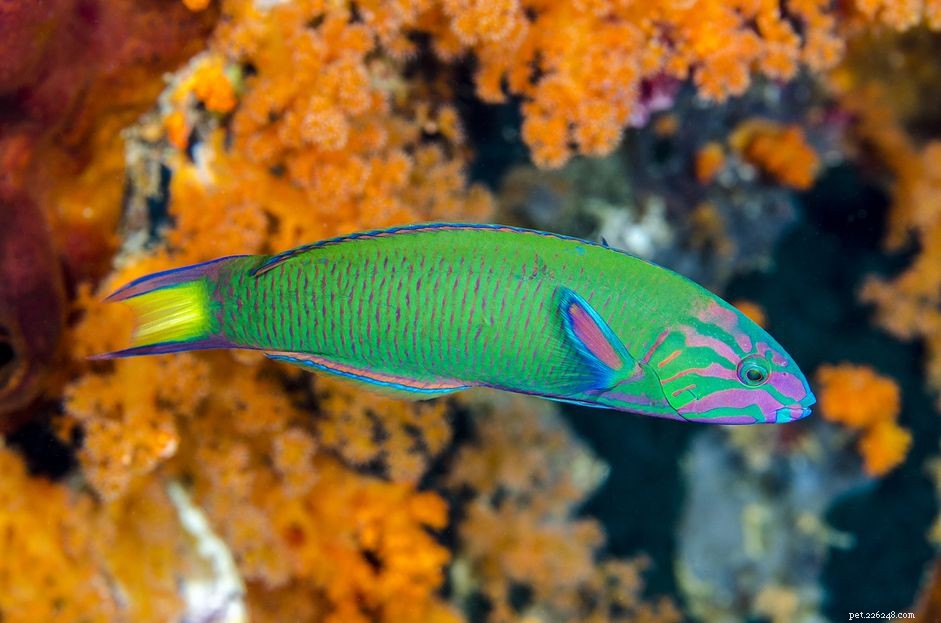 Prachtige foto s van verschillende soorten lipvis