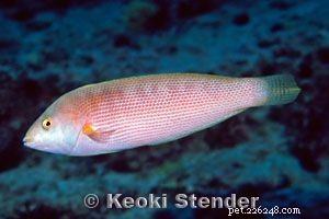 Fotos impressionantes de diferentes tipos de peixe bodião