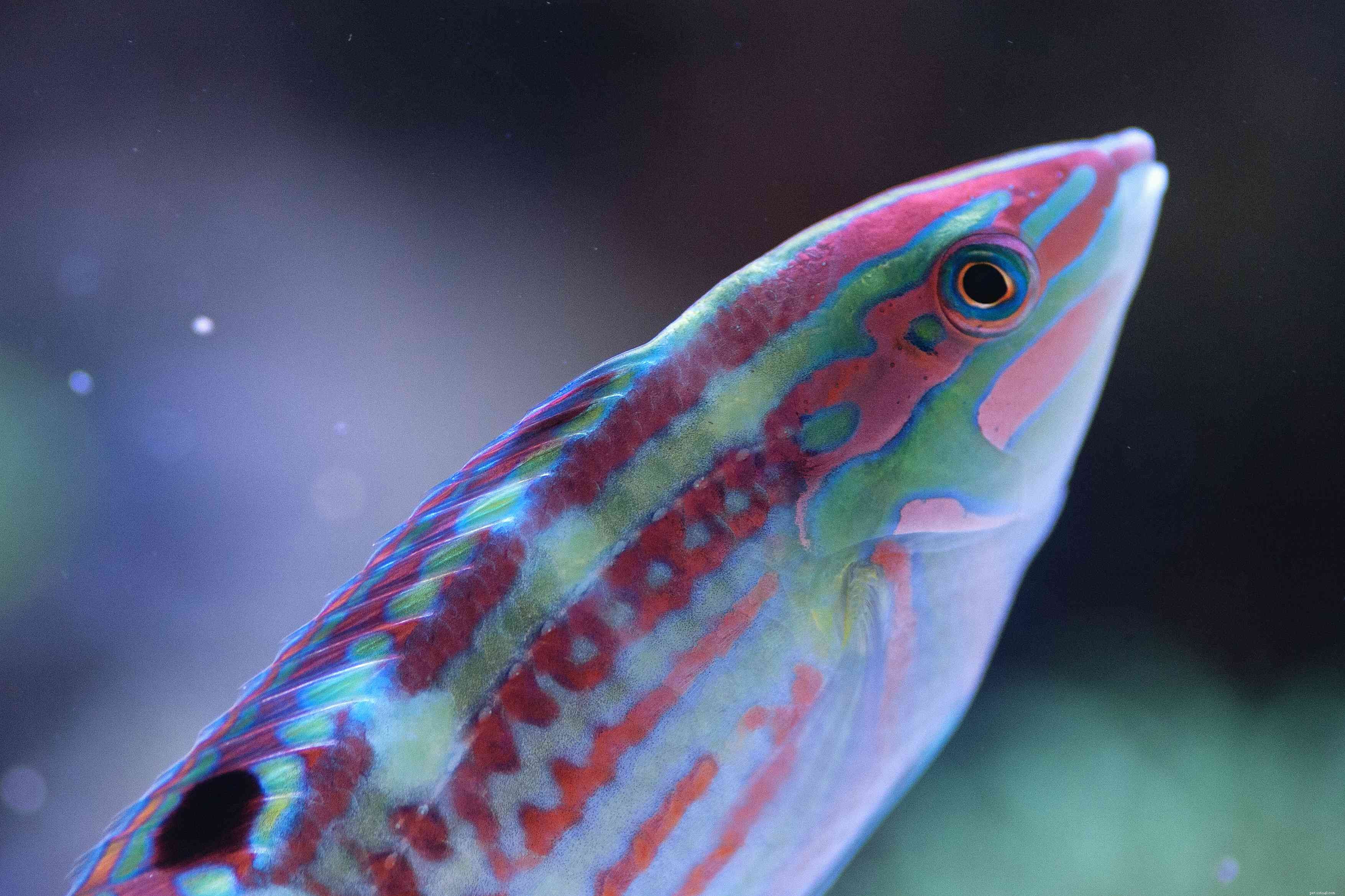 Prachtige foto s van verschillende soorten lipvis