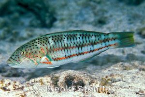 Wrasse Fish의 다양한 유형의 멋진 사진