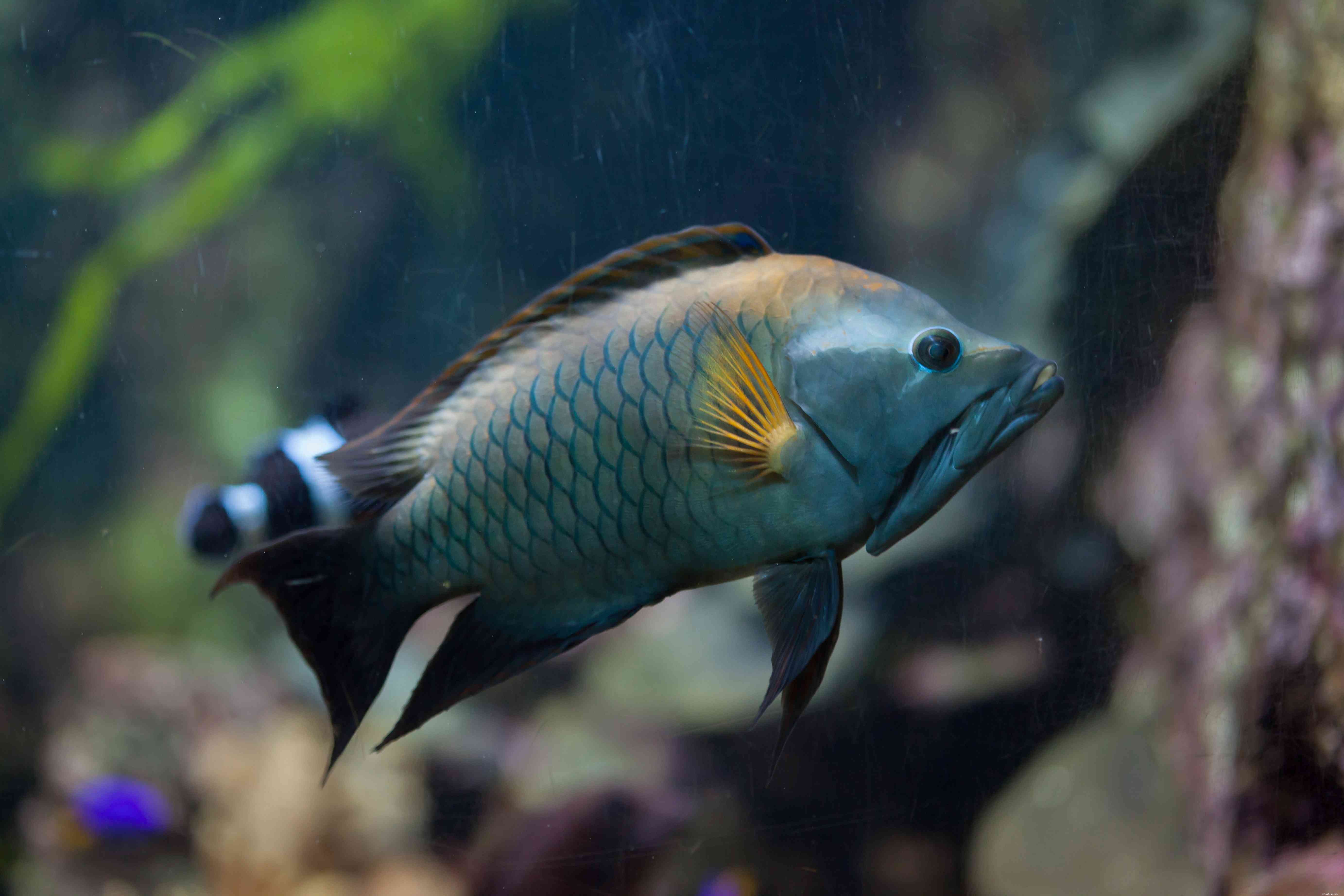 Wrasse Fish의 다양한 유형의 멋진 사진