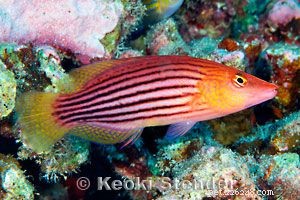 Foto mozzafiato di diversi tipi di pesci labro