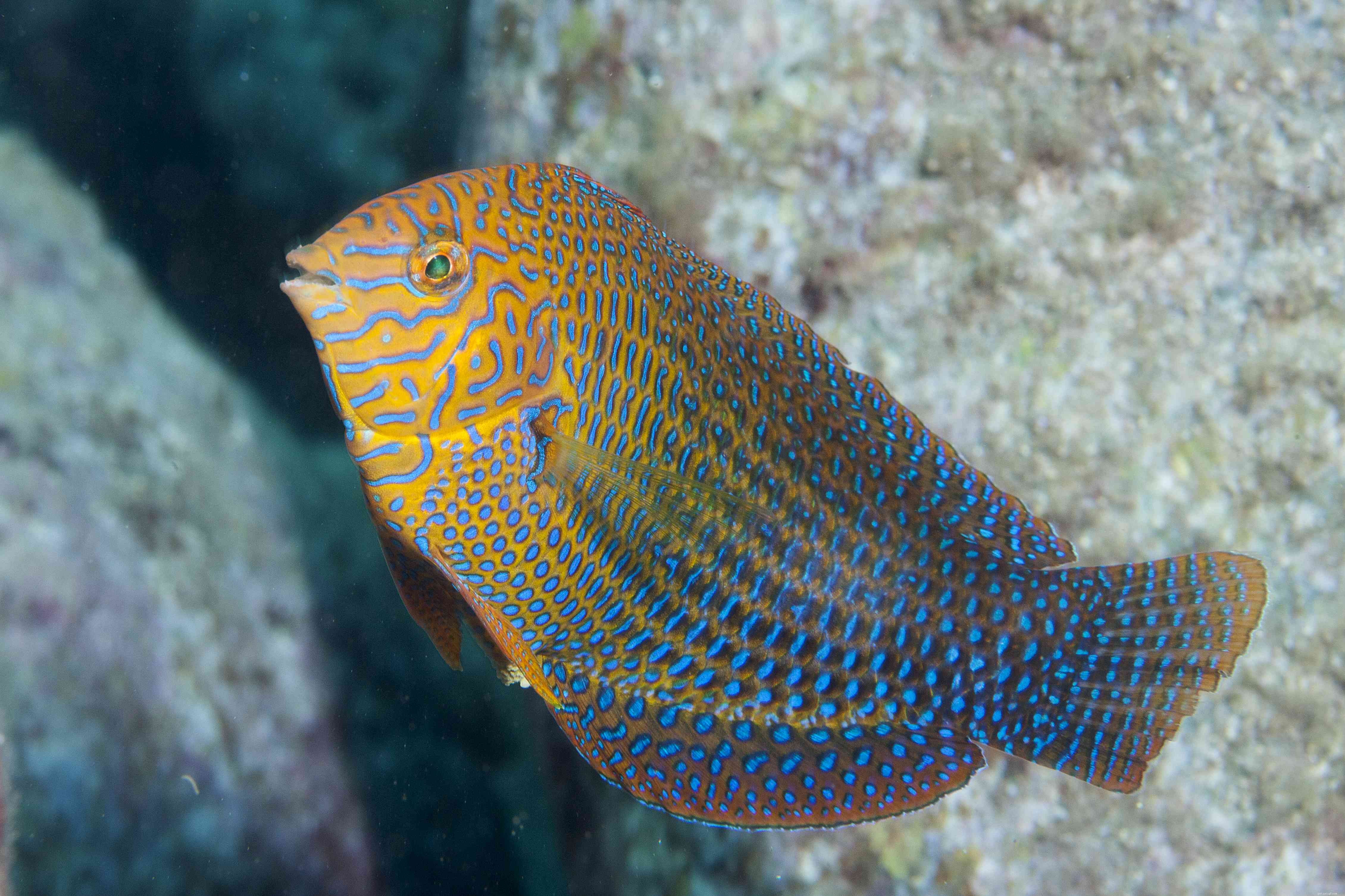 Foto mozzafiato di diversi tipi di pesci labro