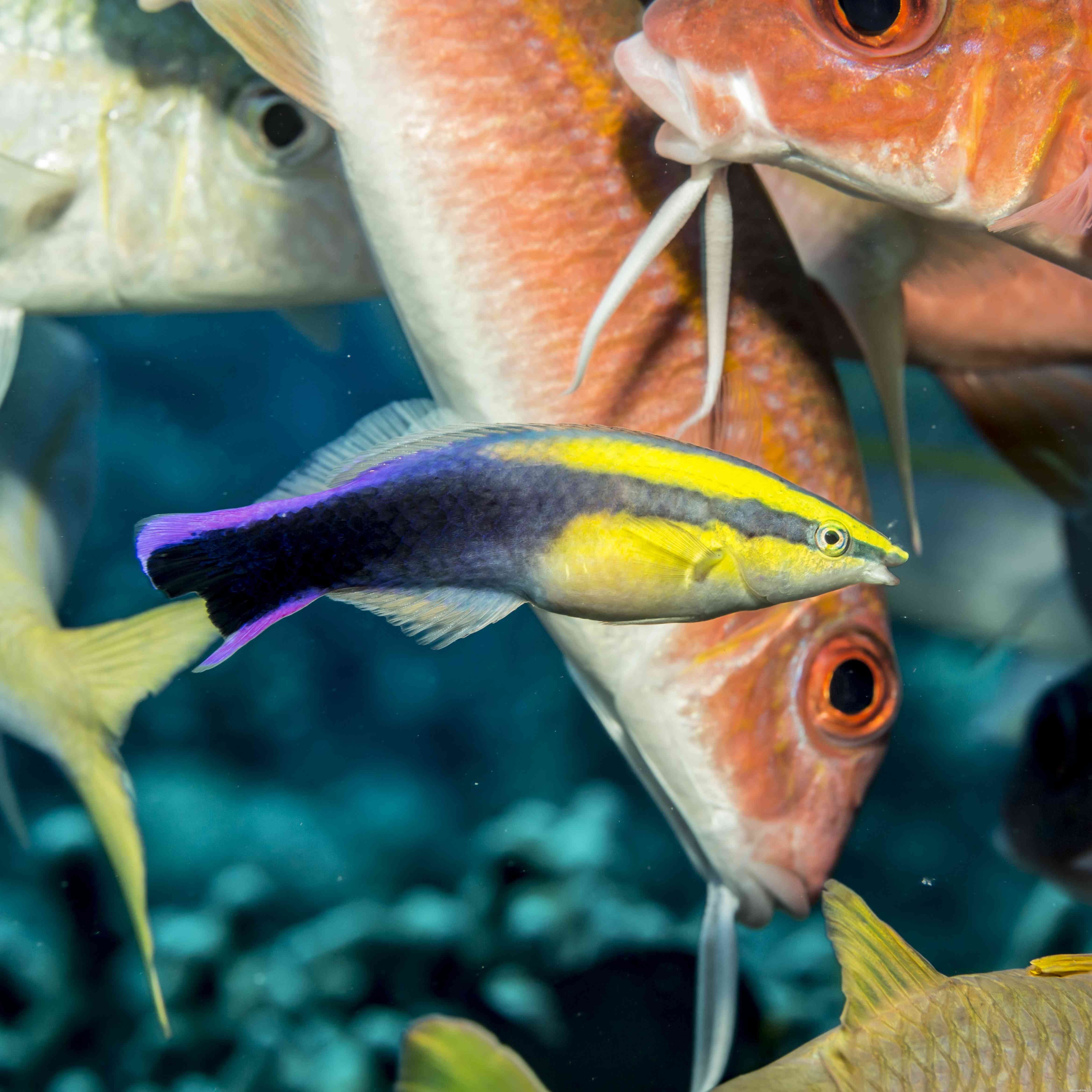 Fantastiska foton av olika typer av läppfiskar