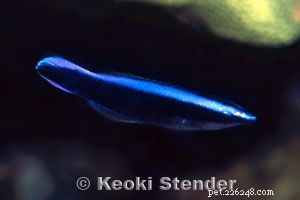 Fantastiska foton av olika typer av läppfiskar