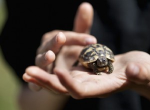 Черепаха Германа:профиль вида