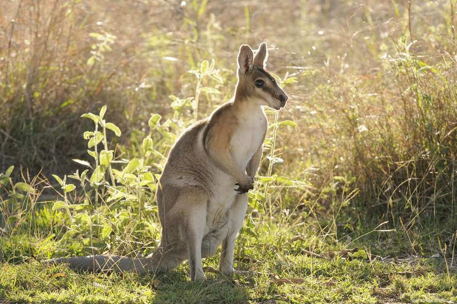 Wallaby :profil d espèce