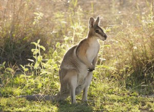 Wallaby :profil d espèce