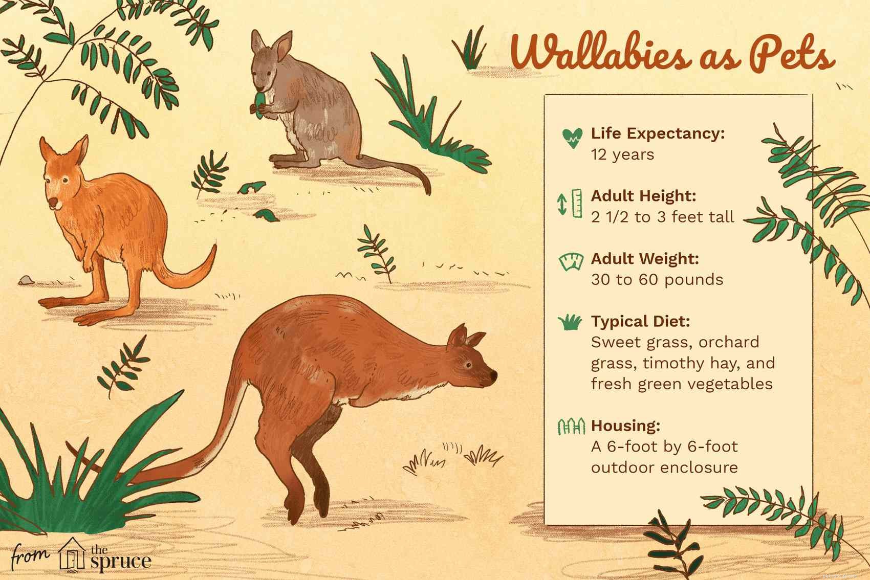 Wallaby :profil d espèce