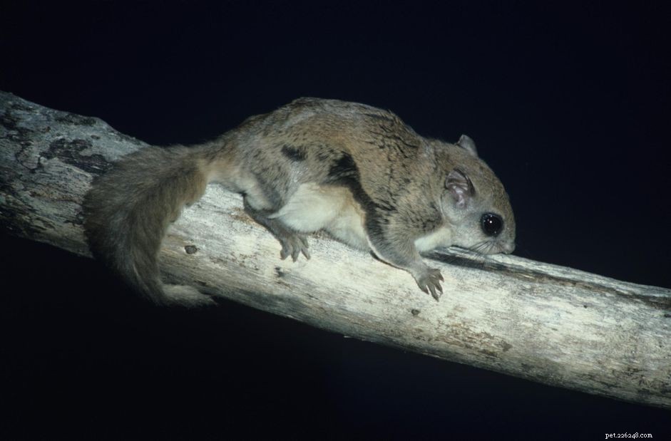 Écureuils volants du Sud :profil d espèce